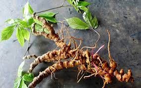 First national ginseng festival to be held in August 2023